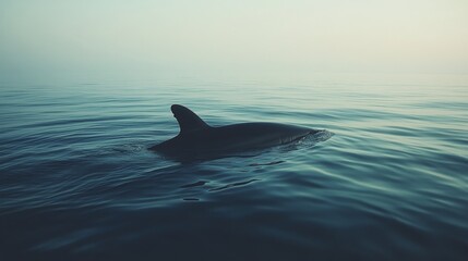 Fototapeta premium Dolphin swimming peacefully in the calm blue ocean under a bright sky with clouds