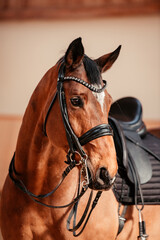 Dressurpferd © ScullyPictures