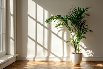 Potted palm plant in sunlit room corner casting beautiful shadows on the wall