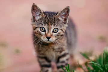 Kitten