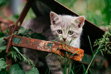 Kitten