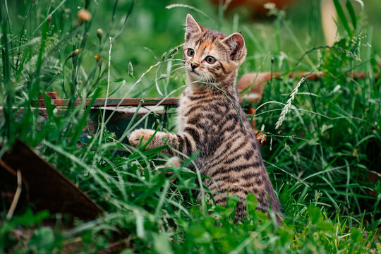 Kitten