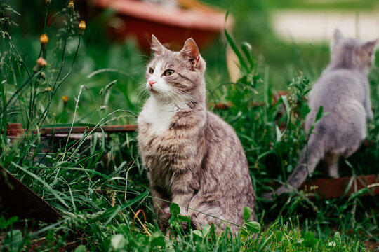 Kitten