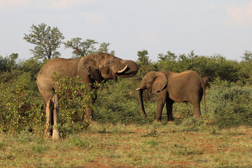 Fototapeta premium Afrikanischer Elefant / African elephant / Loxodonta africana