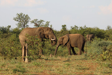 Afrikanischer Elefant / African elephant / Loxodonta africana