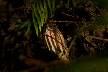 close up of a bird sleeping on a tree taken at day time with morning sunlight shade, natural colors.