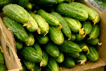 Lots of green cucumbers on the counter in the market. Food photography template.