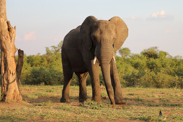 Afrikanischer Elefant / African elephant / Loxodonta africana