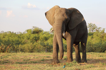 Obraz premium Afrikanischer Elefant / African elephant / Loxodonta africana