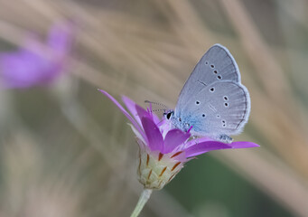 photos of wild animals and butterflies