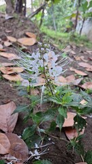 Close-Up of White Java Tea Flower (Orthosiphon aristatus) in Nature – Kidney Tea Plant in High-Resolution Photography for Botanical, Herbal, and Natural Background Uses