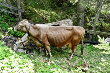 Weißenbach am Lech Österreich