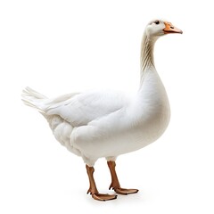 Obraz premium goose isolated on white