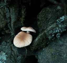 Fototapeta premium two mushroom or boletus in a forest