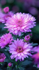 Obraz premium Purple Chrysanthemums Blooming in Soft Light