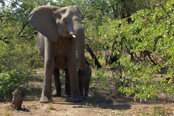 Fototapeta premium Afrikanischer Elefant / African elephant / Loxodonta africana