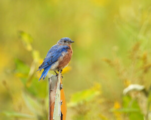 Eastern Bluebird - Sialia sialis - North American Migratoy Songbird  © Brian Woolman
