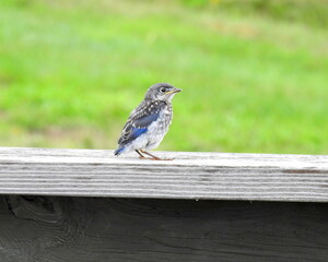 Eastern Bluebird - Sialia sialis - North American Migratoy Songbird 