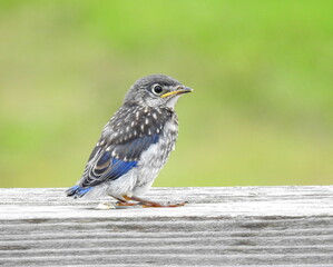 Eastern Bluebird - Sialia sialis - North American Migratoy Songbird 