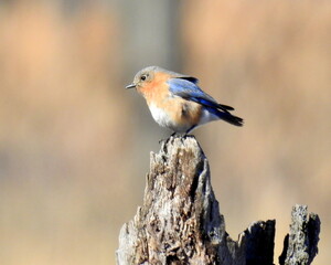Eastern Bluebird - Sialia sialis - North American Migratoy Songbird 