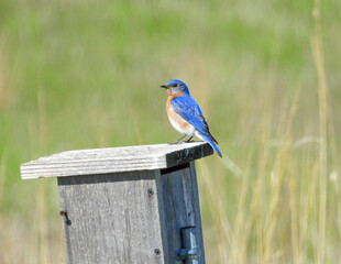 Eastern Bluebird - Sialia sialis - North American Migratoy Songbird 