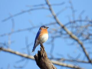 Eastern Bluebird - Sialia sialis - North American Migratoy Songbird 