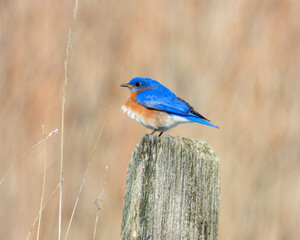 Eastern Bluebird - Sialia sialis - North American Migratoy Songbird 