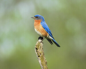 Eastern Bluebird - Sialia sialis - North American Migratoy Songbird 