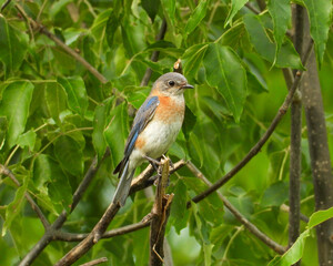 Eastern Bluebird - Sialia sialis - North American Migratoy Songbird 