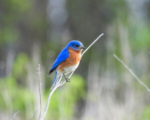 Eastern Bluebird - Sialia sialis - North American Migratoy Songbird 