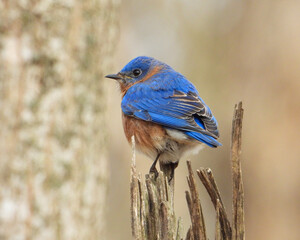 Eastern Bluebird - Sialia sialis - North American Migratoy Songbird 