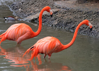 Colorful flamingos wading in the water together. 
