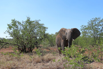 Afrikanischer Elefant / African elephant / Loxodonta africana