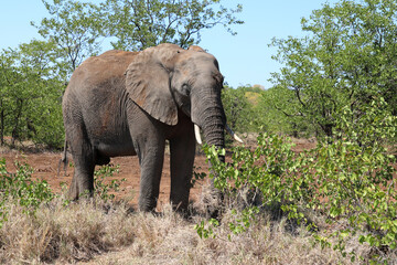 Fototapeta premium Afrikanischer Elefant / African elephant / Loxodonta africana