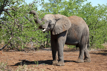 Obraz premium Afrikanischer Elefant / African elephant / Loxodonta africana