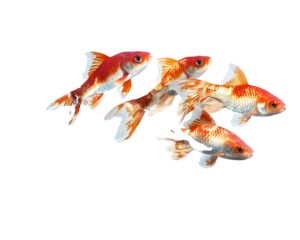 A group of fish swimming together in a wave-like formation,