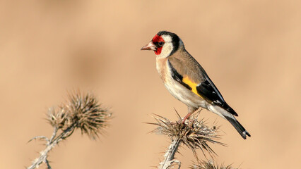European Goldfinch perching on a branch