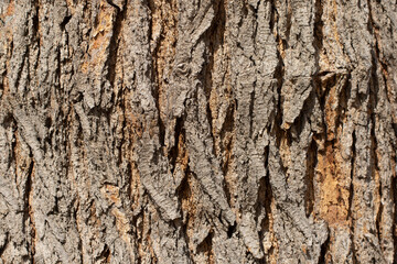 Bark texture of an ancient mulberry tree, weathered and gnarled by many years, tells a story of time and resilience, adding character and natural beauty to the landscape