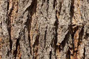 Bark texture of an ancient mulberry tree, weathered and gnarled by many years, tells a story of time and resilience, adding character and natural beauty to the landscape