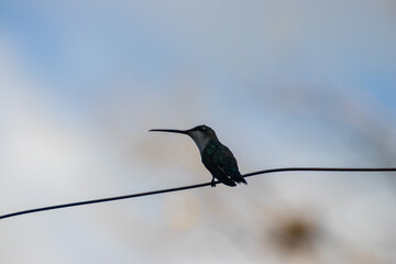 Picaflor en un alambre