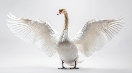 Fototapeta premium Elegant swan with fully spread wings standing gracefully on a clean white background.