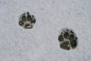 snowy paw prints on the pavement in the snow, yellow lab playing in the snow in a blizzard on a snowy day in southwestern Durango, Colorado, USA