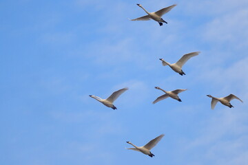 Canadian snow geese on migration, flying together in formation. 