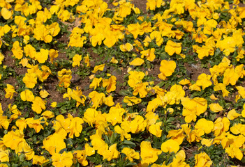 Obraz premium Yellow garden pansies (Viola × wittrockiana), beloved hybrid plant known for its large, colorful flowers that thrive in cooler weather, adding vibrant hues to gardens and containers
