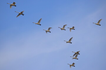 Fototapeta premium Canadian snow geese on migration, flying together in formation. 