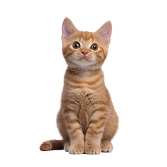 Obraz premium Adorable red European Shorthair cat kitten, sitting up facing front. Looking straight towards camera. Isolated cutout on a transparent background.