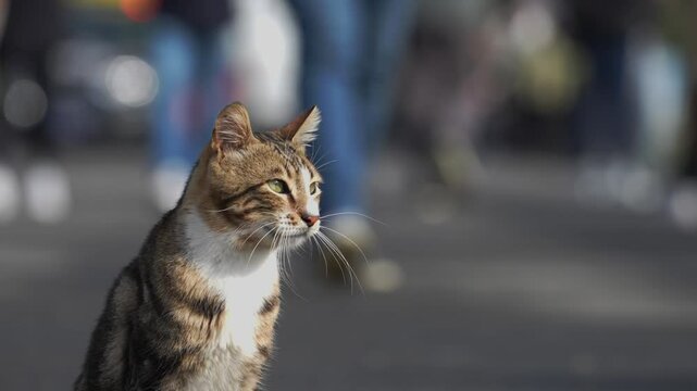 portrait of a cat