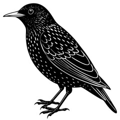 european starling bird black silhouette vector, Simple silhouette Design vector icon with white background. Wild Animal Vector. Bird Vector 