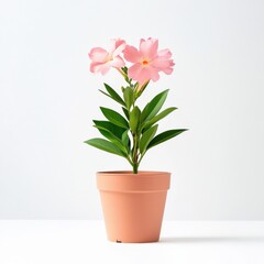 pink Oleander in a pot against white background