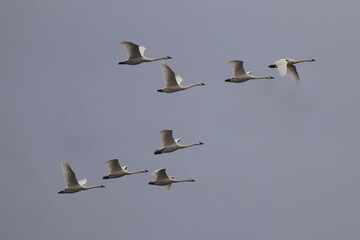 Canadian snow geese on migration, flying together in formation. 